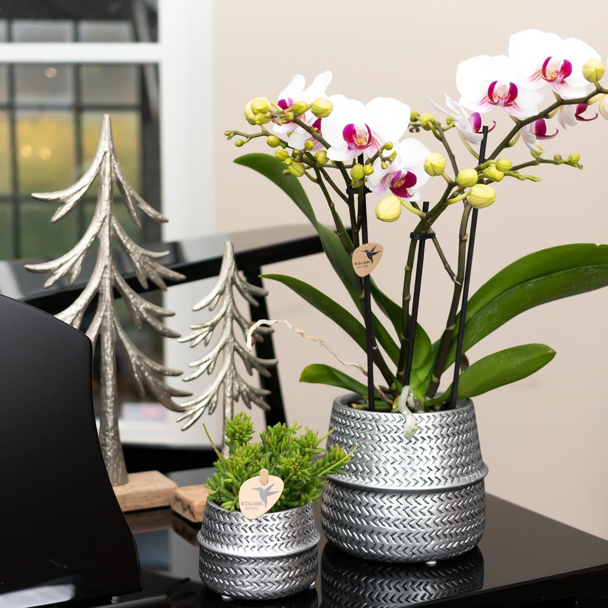 Witte Phalaenopsis orchidee - Mineral Gibraltar - Ø9cm
