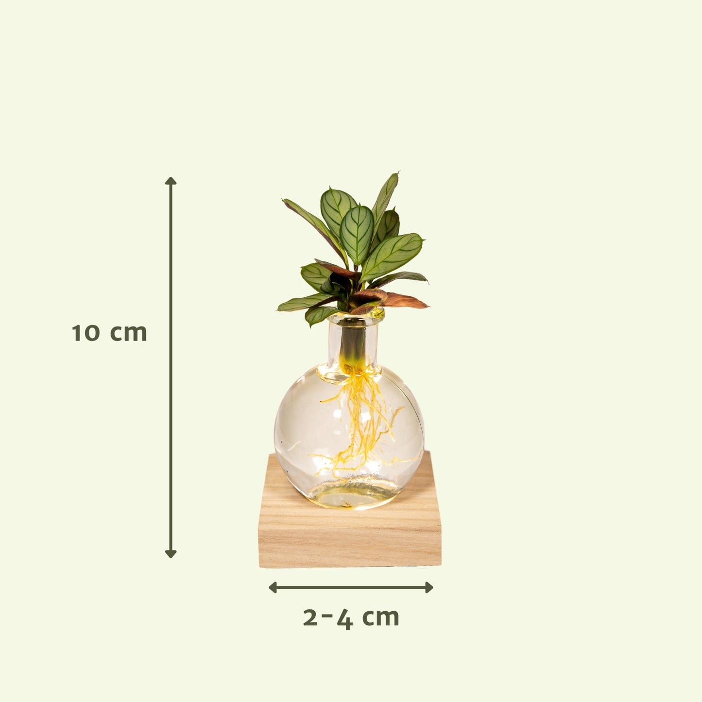 Calathea in Samoa glas met LED verlichting - ↨10cm - Ø12cm