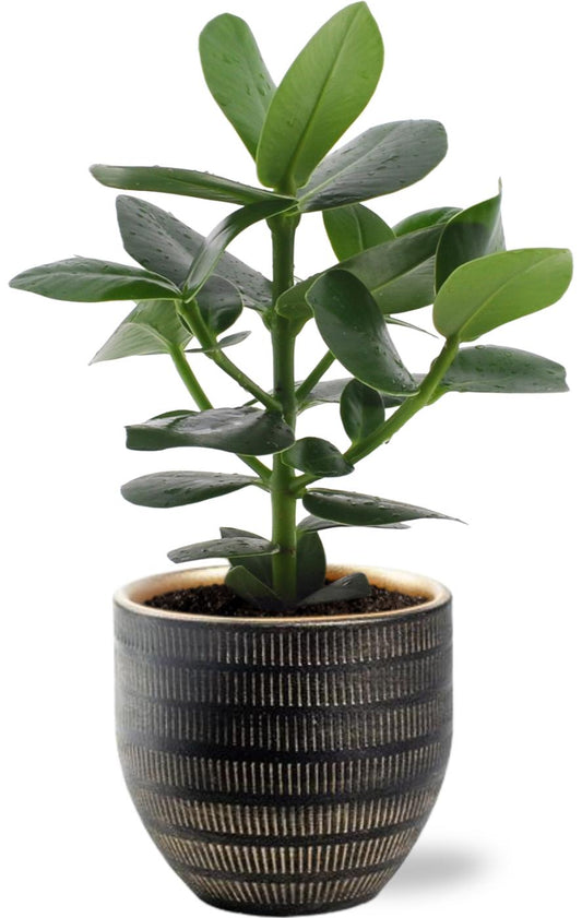 Clusia Rosea Princess - ↨15cm - Ø12cm - incl. pot Zwart - ↨13cm - Ø14cm