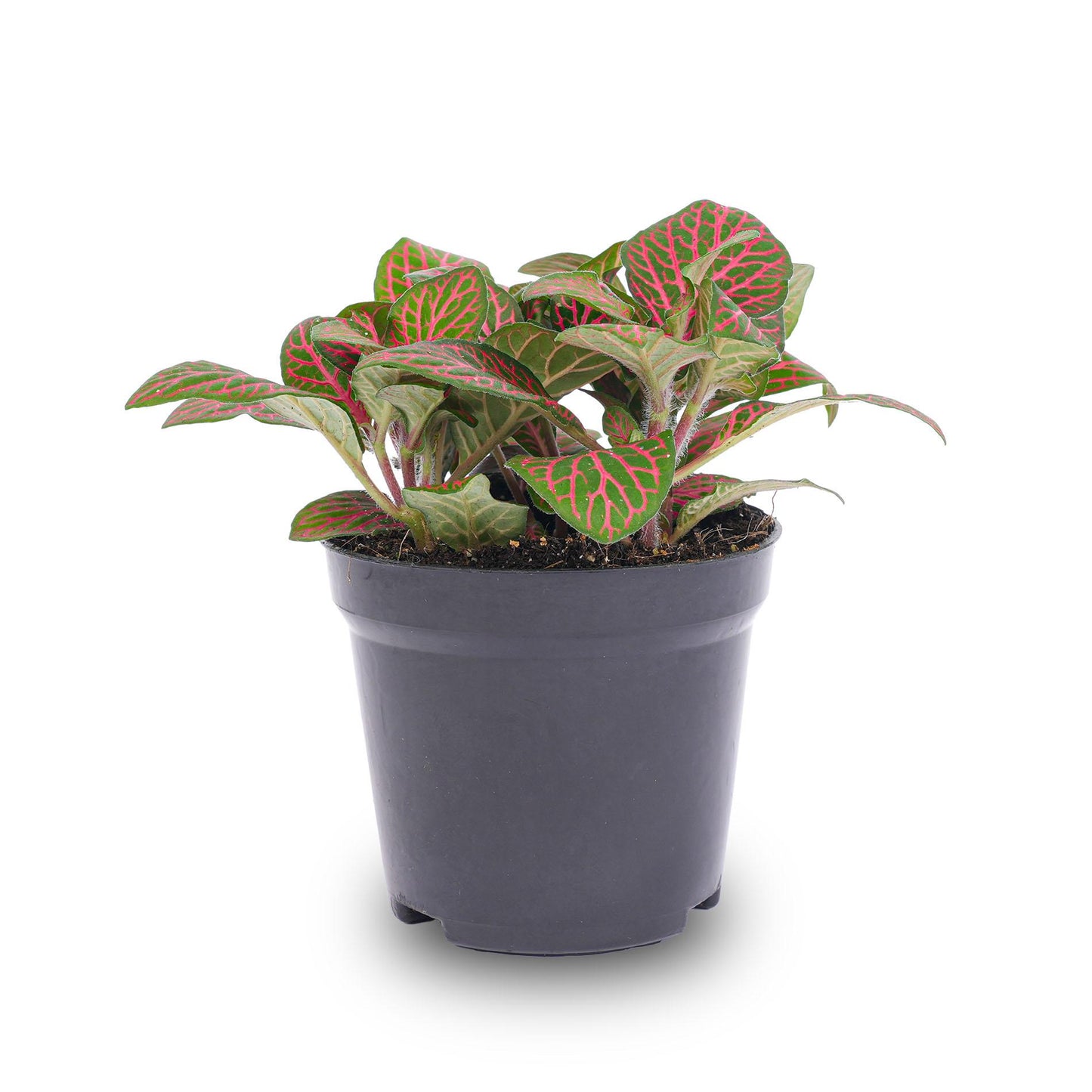 Fittonia red - Mosaic plant - Ø8cm