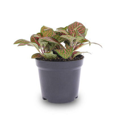 Fittonia red - Mosaic plant - Ø8cm