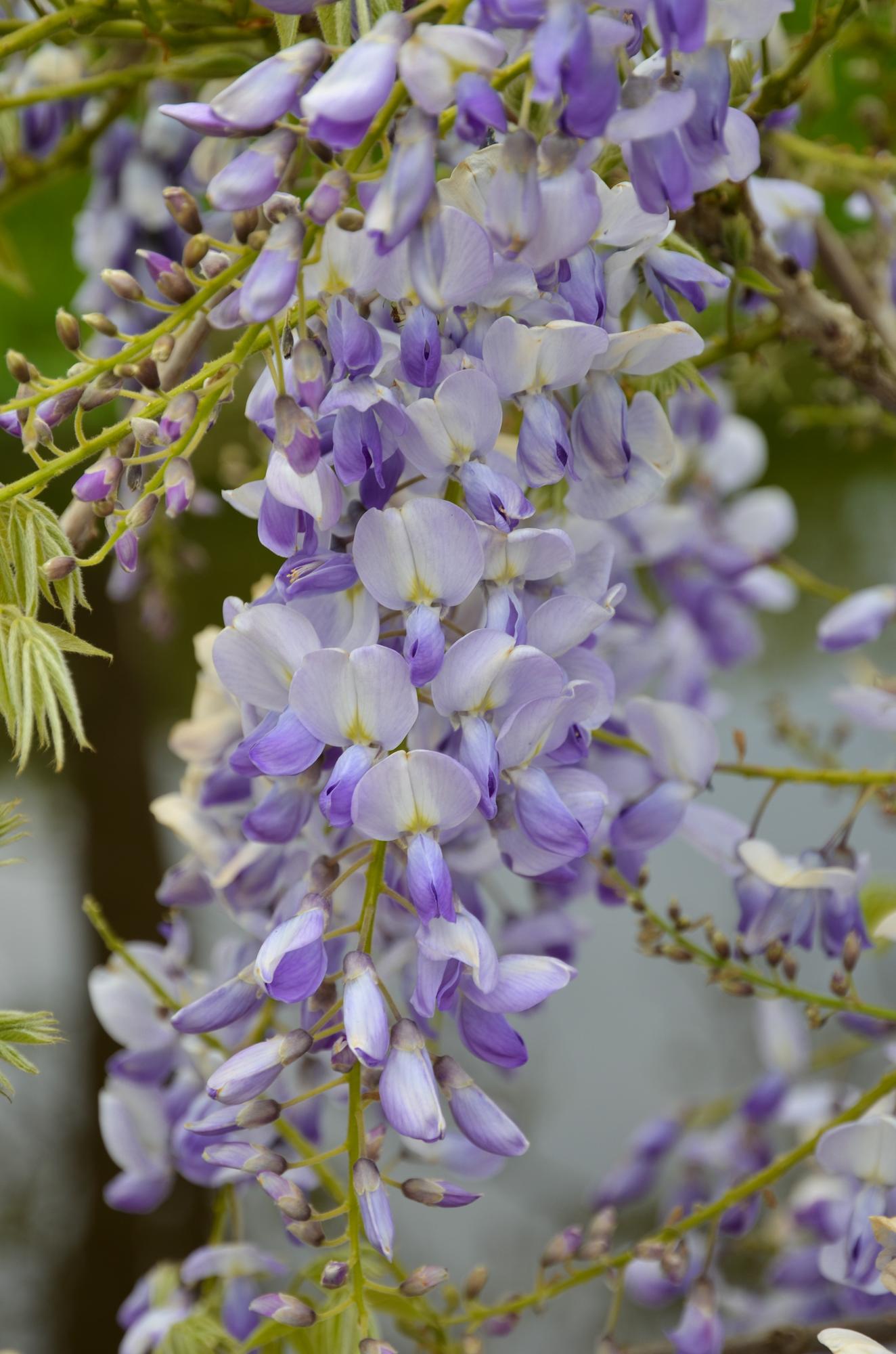 Wisteria sinensis Caroline - Paarse Regen - ↨65cm - Ø15cm