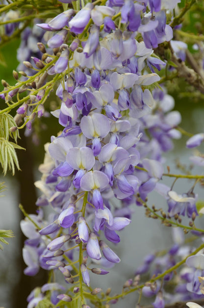Wisteria sinensis Caroline - Paarse Regen - ↨65cm - Ø15cm