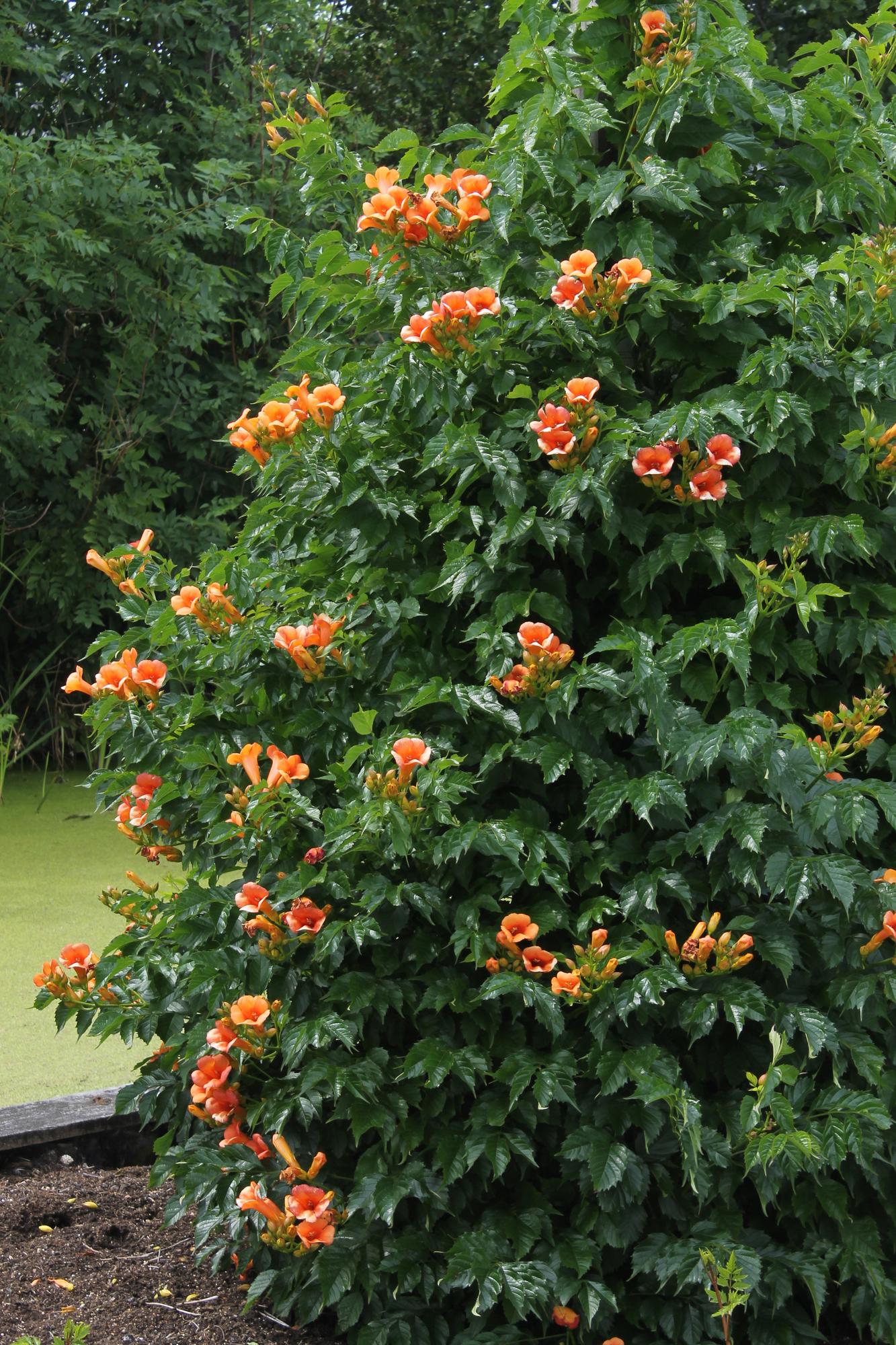 Campsis Indian Summer - Trompetbloem - Oranje - ↨65cm - Ø15cm