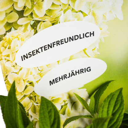 Hydrangea paniculata 'Magical Candle' - Pluimhortensia - ↨30-40cm - Ø19cm