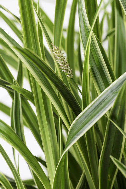 Carex morrowii 'Ice Dance' - ↨30cm - Ø14cm
