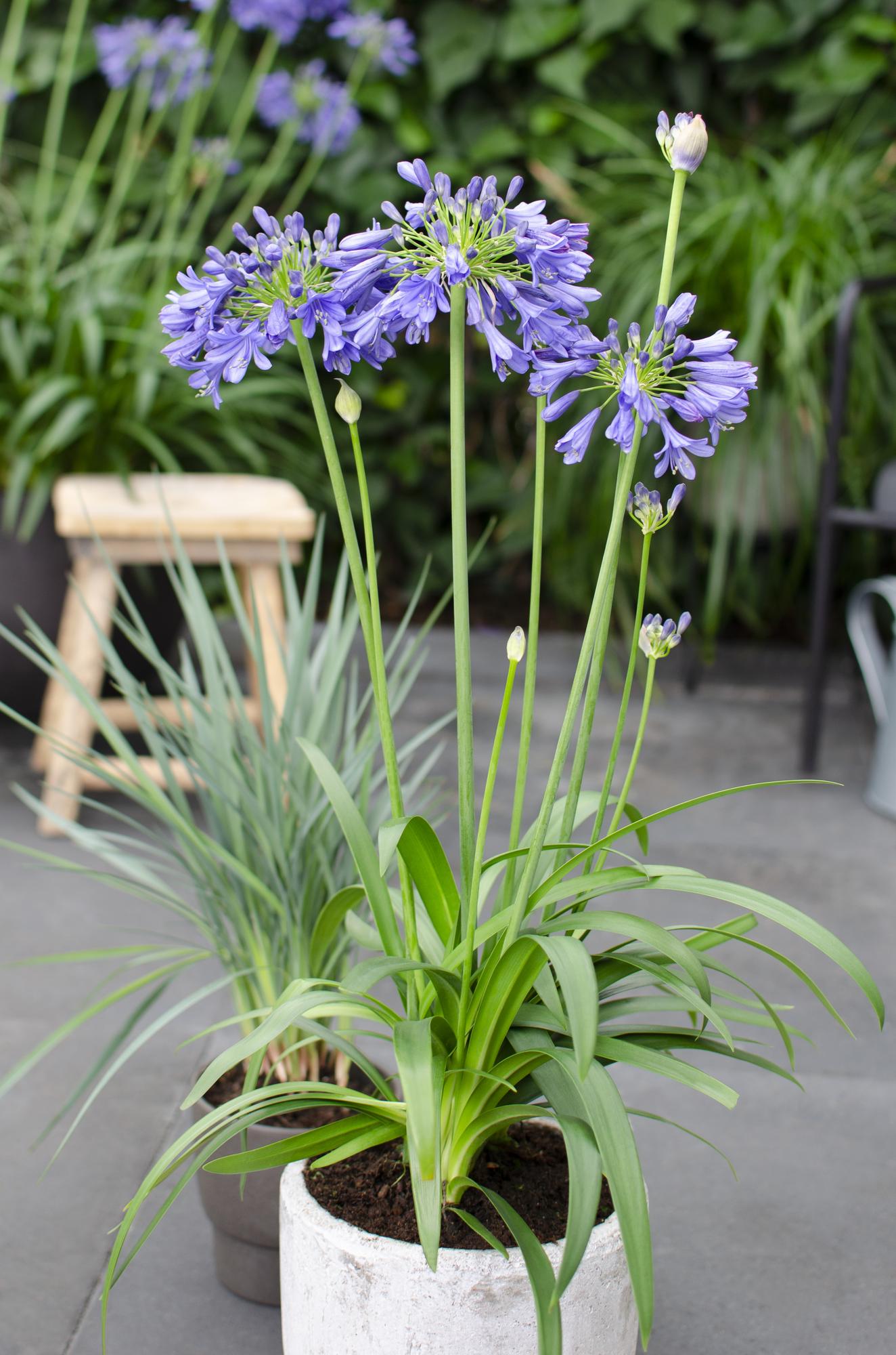 Agapanthus 'Ever Sapphire' - ↨65cm - Ø15cm