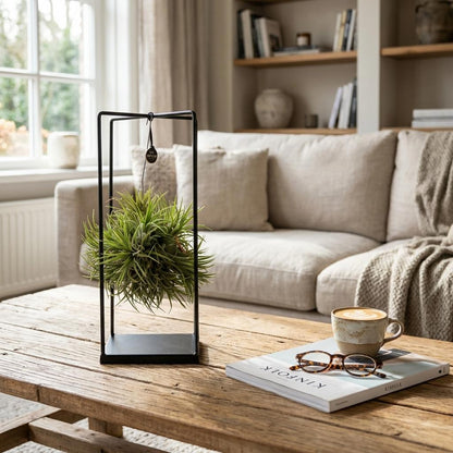 Tillandsia Luchtplant in Decor - ↨37cm - Ø14cm