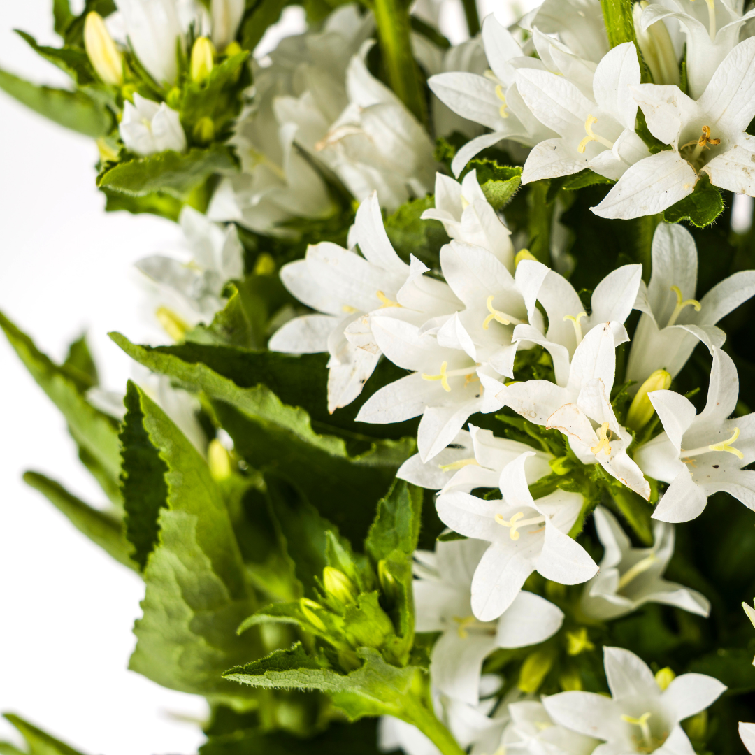 Campanula Glomerata Genti White - Klokjesbloem - ↨30-40cm - Ø19cm