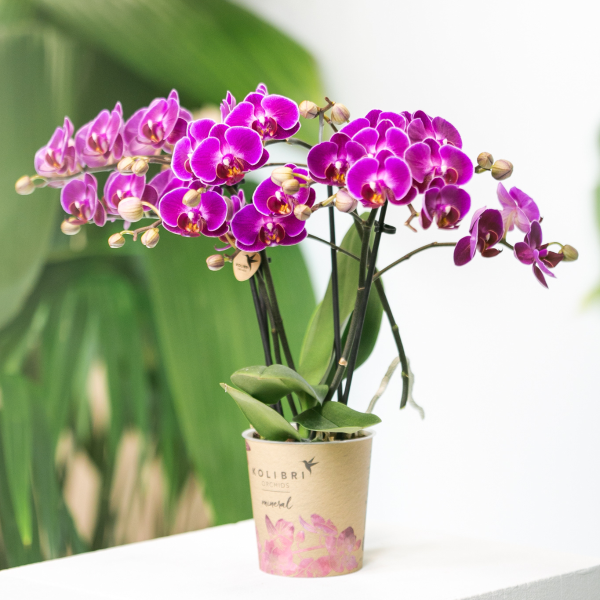 Paarse phalaenopsis orchidee - Morelia - Ø9cm