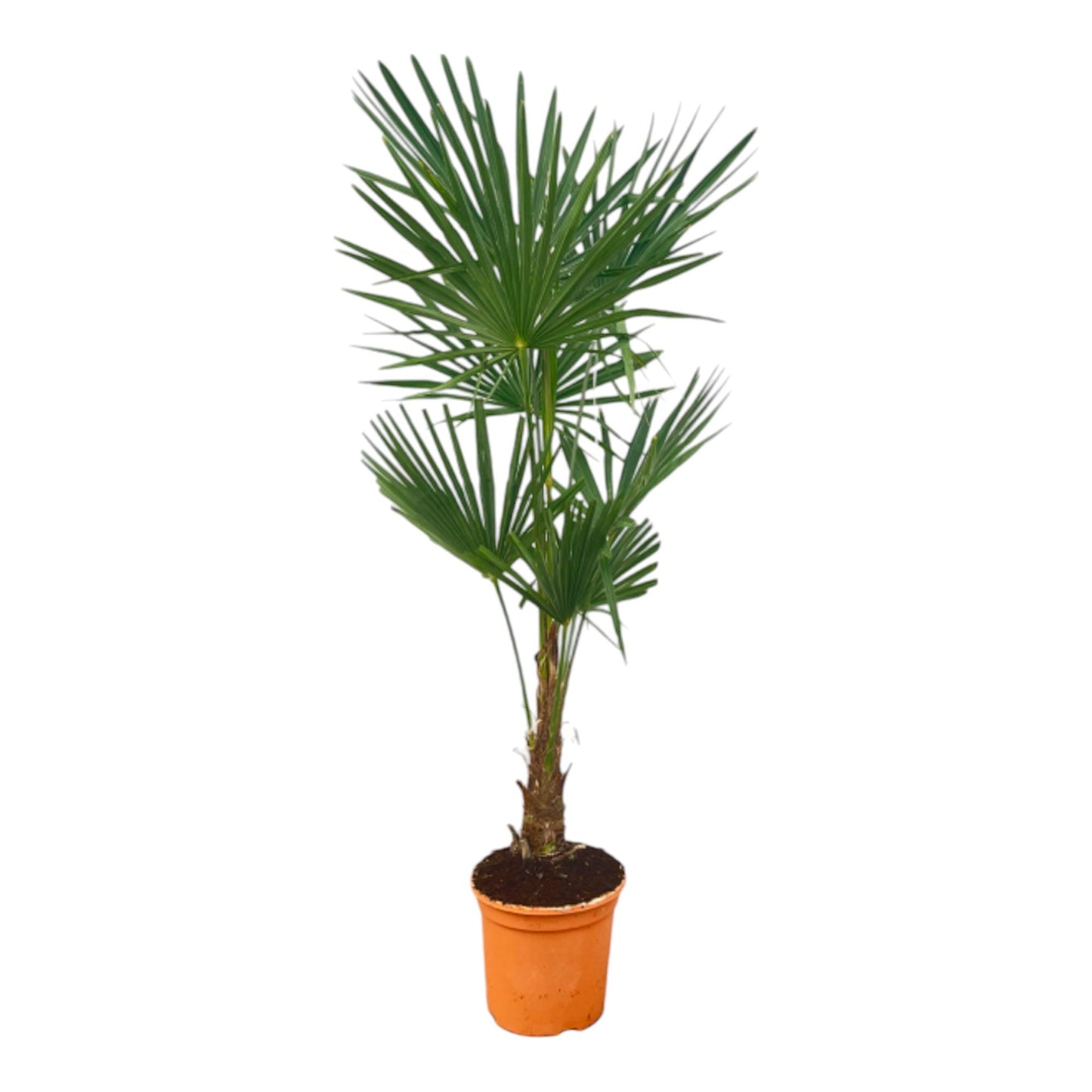 Trachycarpus Fortuneii - ↨120-140cm - Ø27cm
