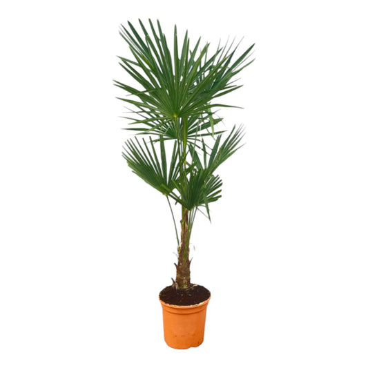 Trachycarpus Fortuneii - ↨120-140cm - Ø27cm