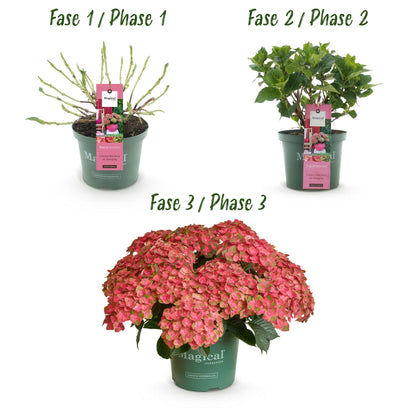 Hydrangea Magical Green Fire - Roze Groen - Hortensia - 2 Planten - ↨55cm - Ø23cm