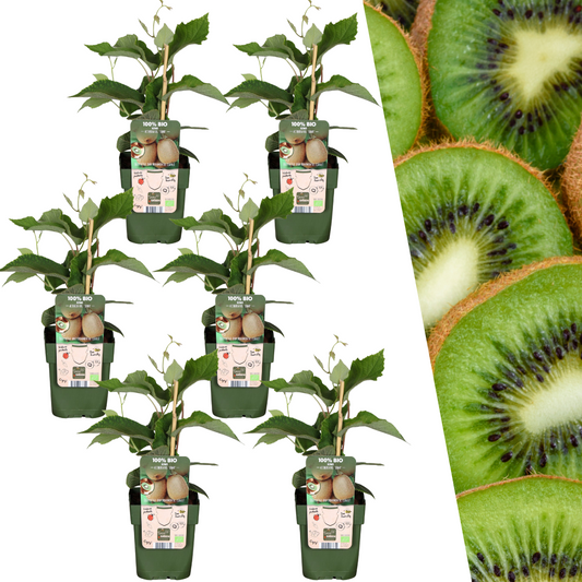 Biologische kiwiplanten - 6 stuks - ↨20cm - Ø13cm