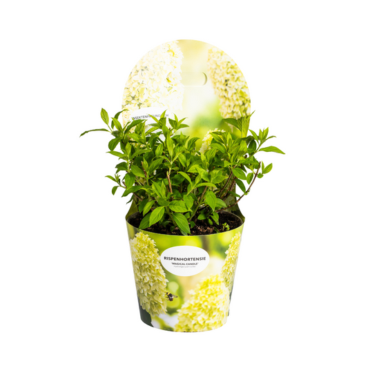 Hydrangea paniculata 'Magical Candle' - Pluimhortensia - ↨30-40cm - Ø19cm