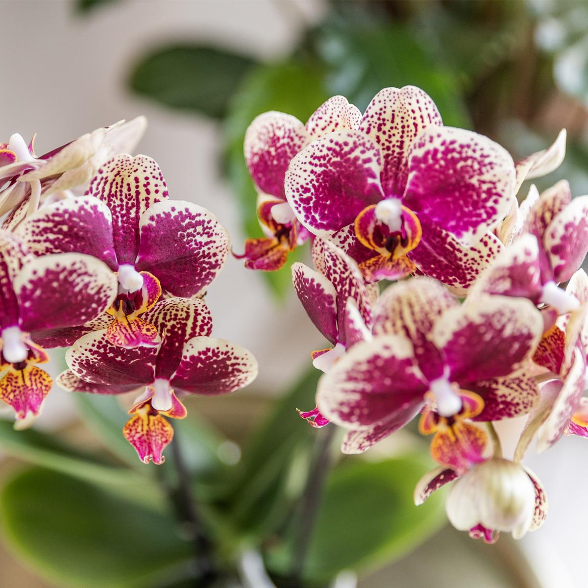 Geel rode phalaenopsis orchidee - Spain - Ø9cm
