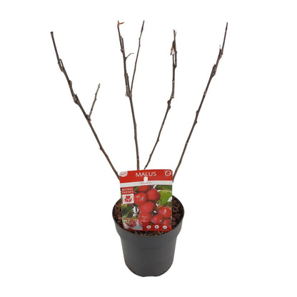 Malus 'Appletini' - Dwergappelboom - ↨10cm - Ø13cm
