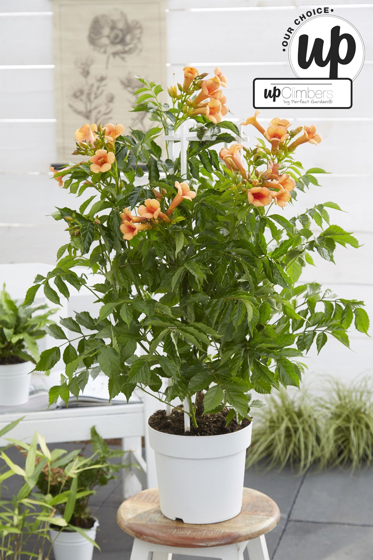 Campsis Indian Summer - Trompetbloem - Oranje - ↨65cm - Ø15cm