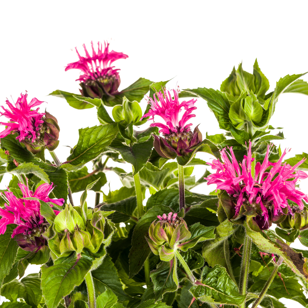 Monarda Didyma Pink - Bergamotplant - ↨45-60cm - Ø19cm