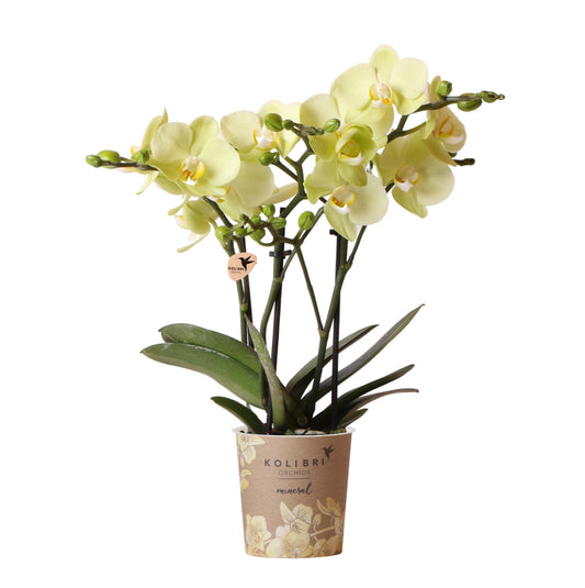 Gele Phalaenopsis orchidee - Mexico - Ø9cm