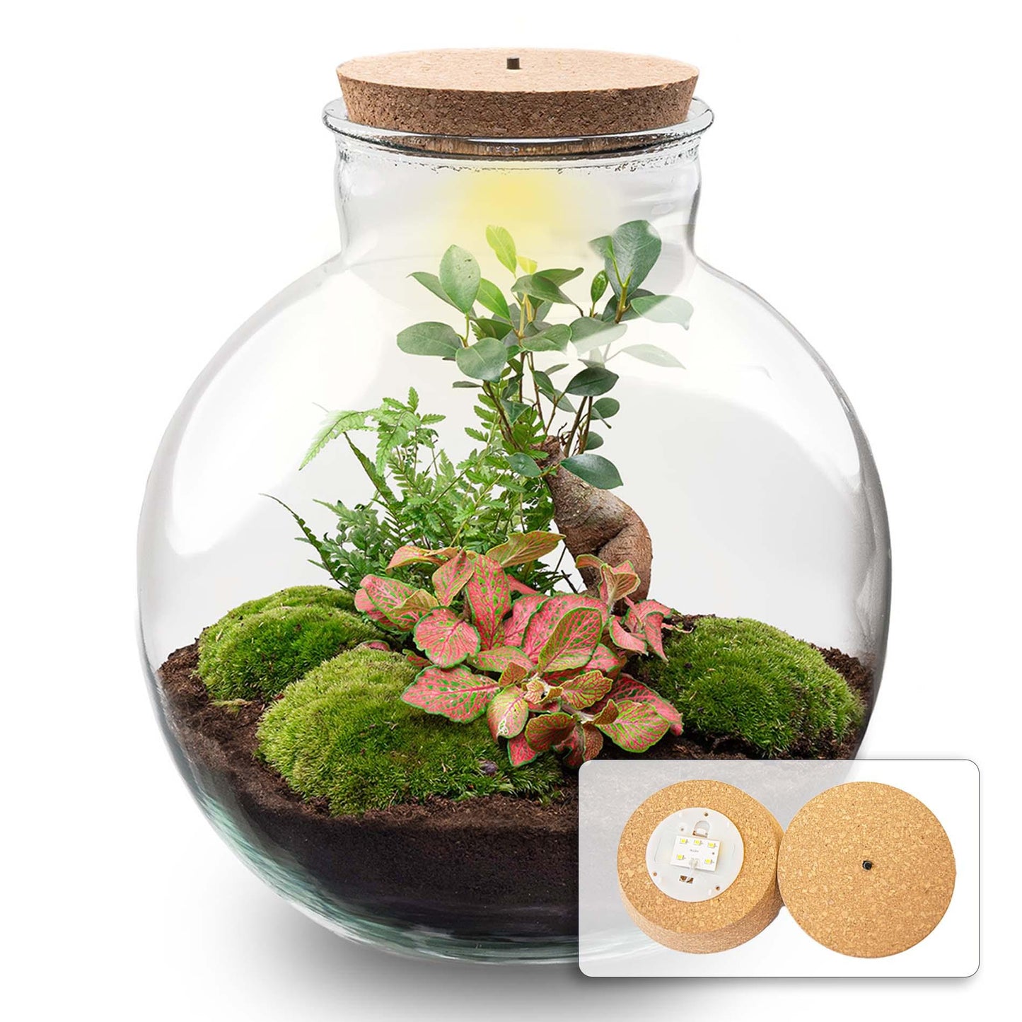 DIY terrarium - Bolder Bob Bonsai + LED