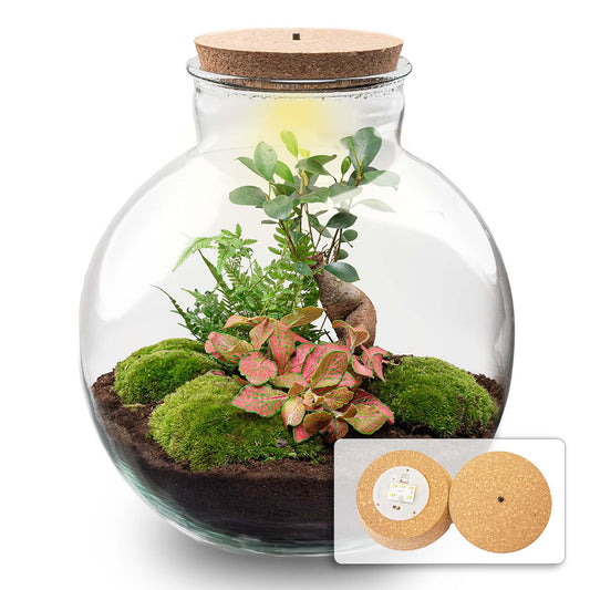 DIY terrarium - Bolder Bob Bonsai + LED