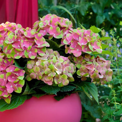 Hydrangea Magical Green Fire - Roze Groen - Hortensia - 2 Planten - ↨55cm - Ø23cm