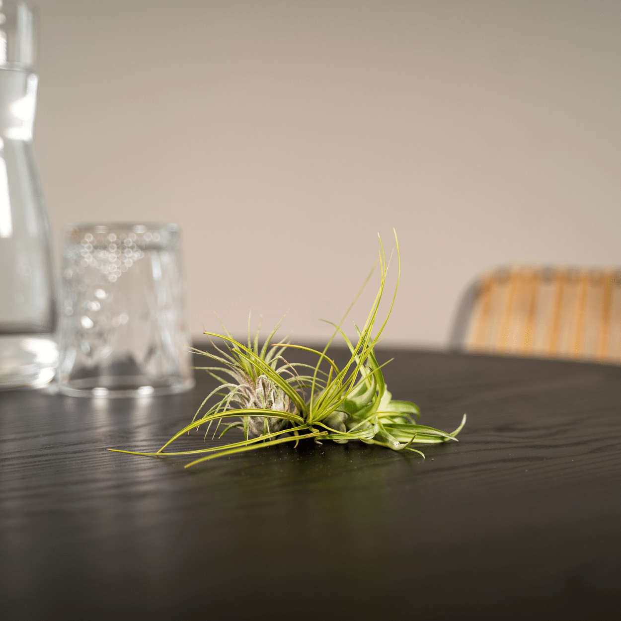 Tillandsia Air mix - 5 stuks - ↨6cm