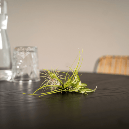 Tillandsia Air mix - 5 stuks - ↨6cm