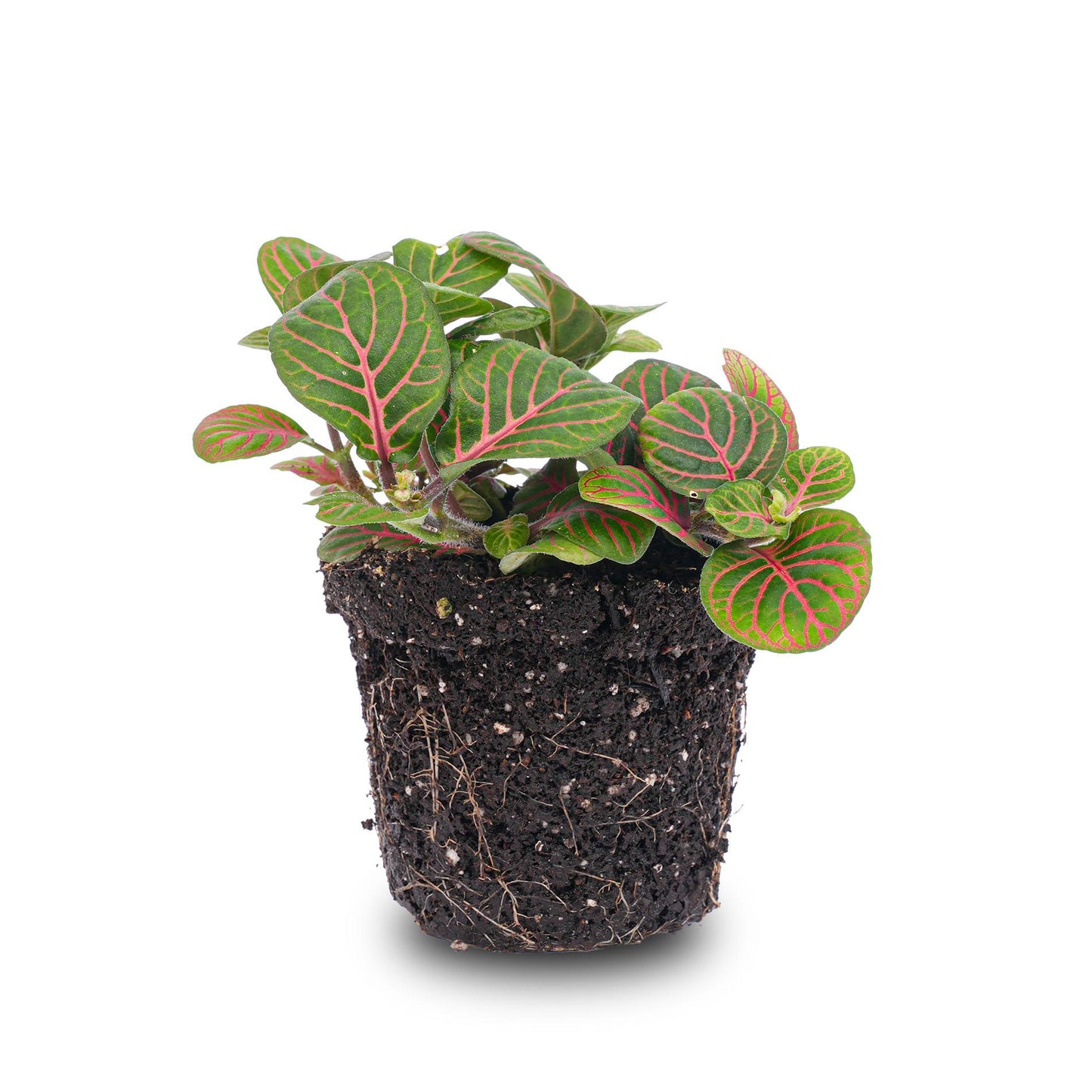 Fittonia Bubble Red - Red and green - Mosaic plant - Ø8cm