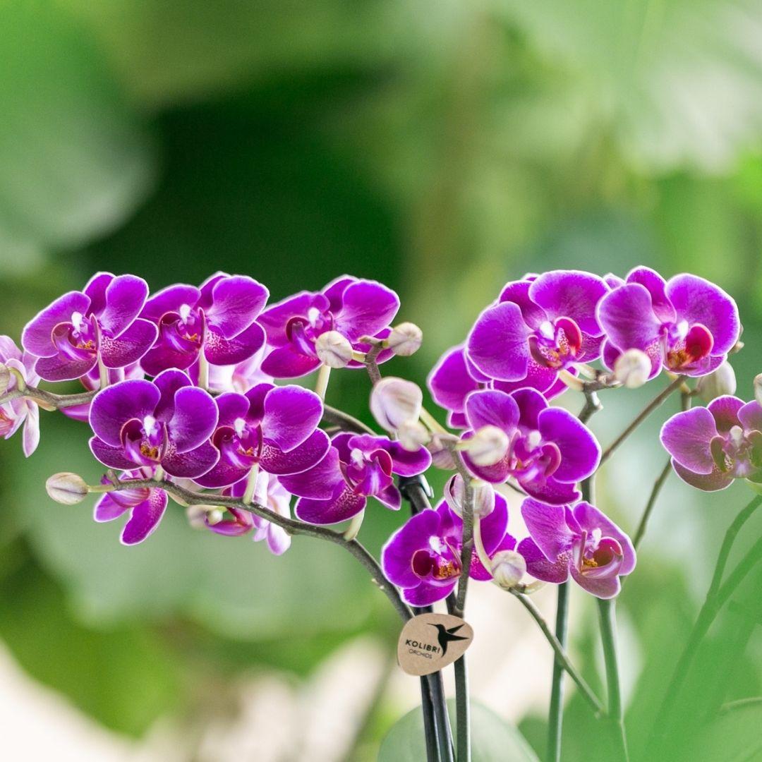Paarse phalaenopsis orchidee - Morelia - Ø9cm
