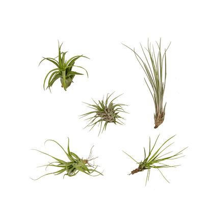 Tillandsia Air mix - 5 stuks - ↨6cm