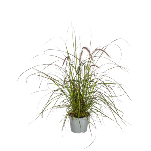 Pennisetum x advena Rubrum - 4 stuks - ↨50-60cm - Ø13cm