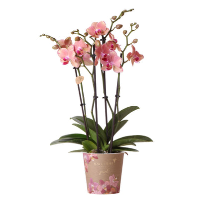 Oranje roze Phalaenopsis orchidee - Jewel Pirate Picotee - Ø12cm