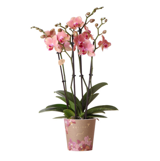 Oranje roze Phalaenopsis orchidee - Jewel Pirate Picotee - Ø12cm