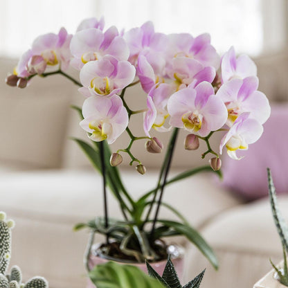 Roze phalaenopsis orchidee - Portugal - Ø9cm