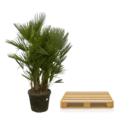 Chamaerops Humilis multi stam - ↨160cm 180cm - Ø45cm
