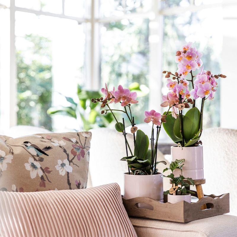 Roze phalaenopsis orchidee - Andorra - Ø9cm
