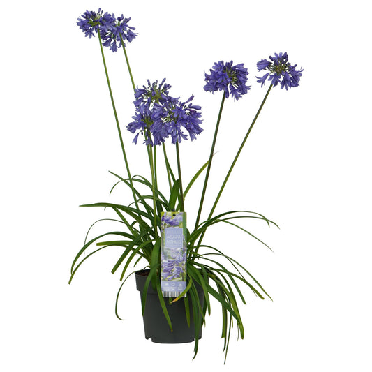 Agapanthus 'Ever Sapphire' - ↨65cm - Ø15cm