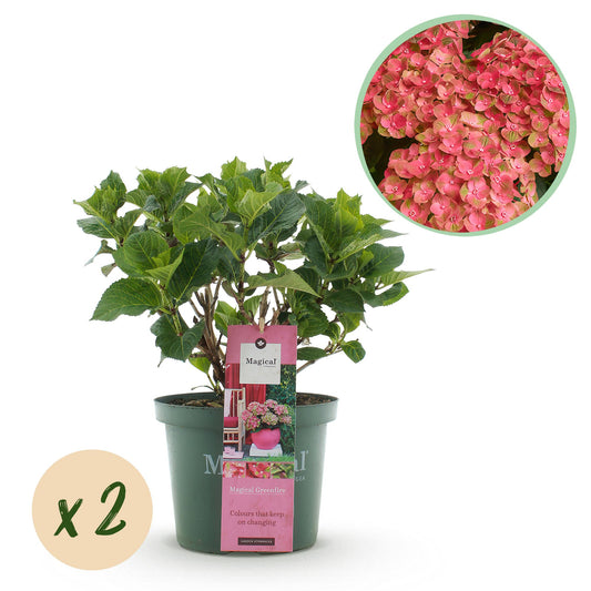 Hydrangea Magical Green Fire - Roze Groen - Hortensia - 2 Planten - ↨55cm - Ø23cm