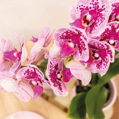 Roze paarse phalaenopsis orchidee - El Salvador - Ø9cm