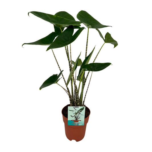 Alocasia Zebrina - Olifantsoor - ↨75cm - Ø19cm