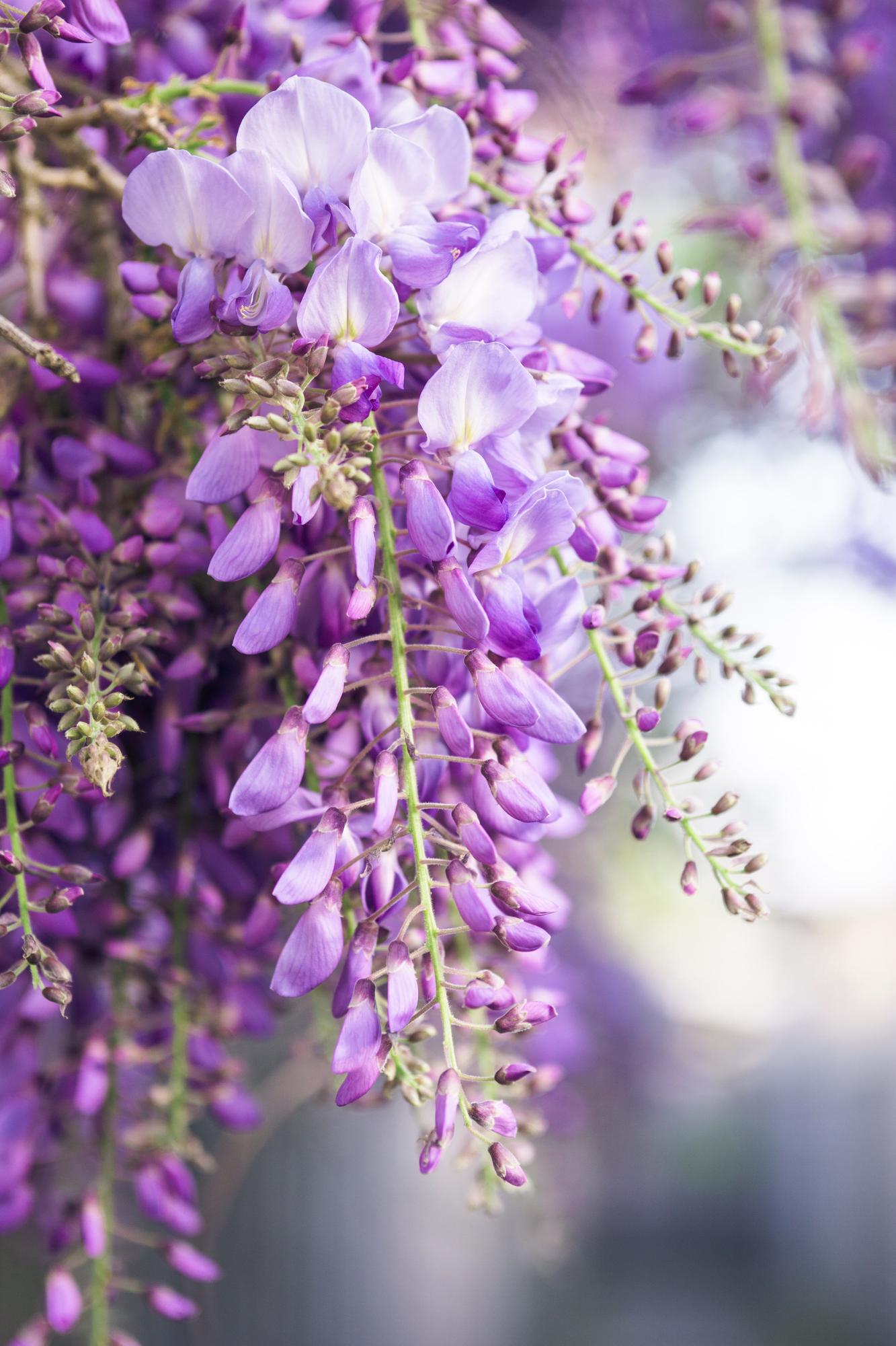 Wisteria floribunda 'Naga Noda' - Paarse regen - ↨65cm - Ø15cm