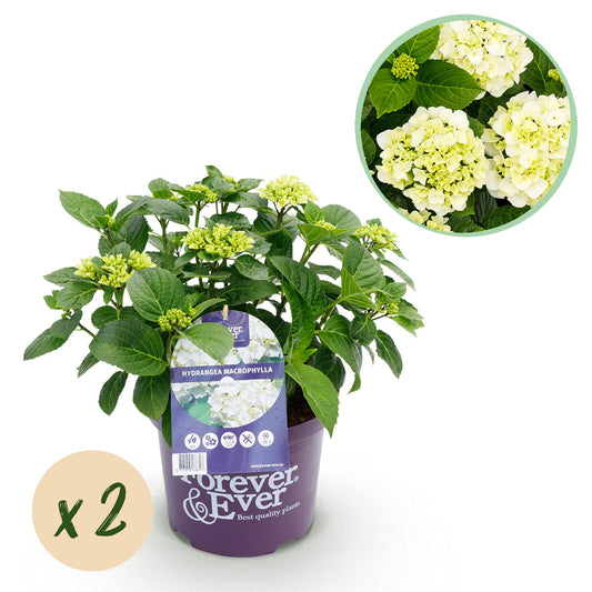 Hydrangea Forever & Ever - Hortensia - Wit - 2 Planten - ↨55cm - Ø23cm