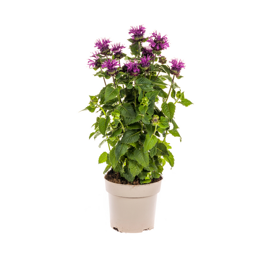 Monarda Didyma Purple - Bergamotplant - ↨45-60cm - Ø19cm