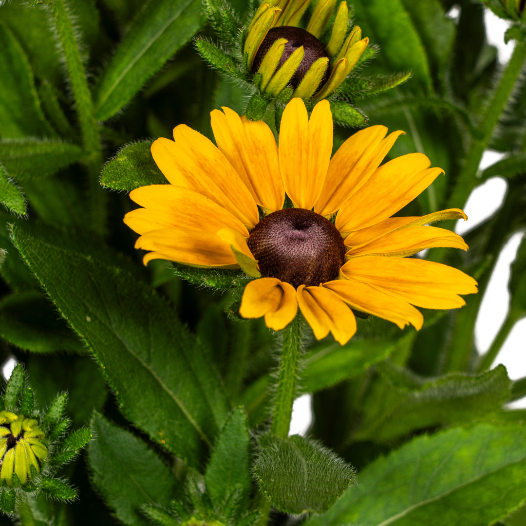 Rudbeckia Summerina - Zonnehoed - ↨45-60cm - Ø19cm
