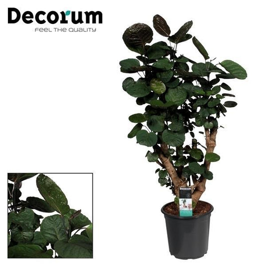 Polyscias Fabian - ↨95cm - Ø21cm