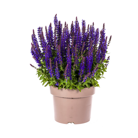 Salvia nemorosa - ↨50-60cm - Ø19cm