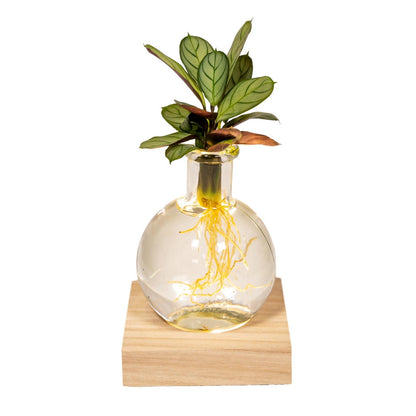 Calathea in Samoa glas met LED verlichting - ↨10cm - Ø12cm