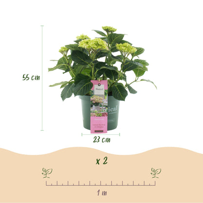 Hydrangea Magical Jewel - Roze - Hortensia - 2 Planten - ↨55cm - Ø23cm